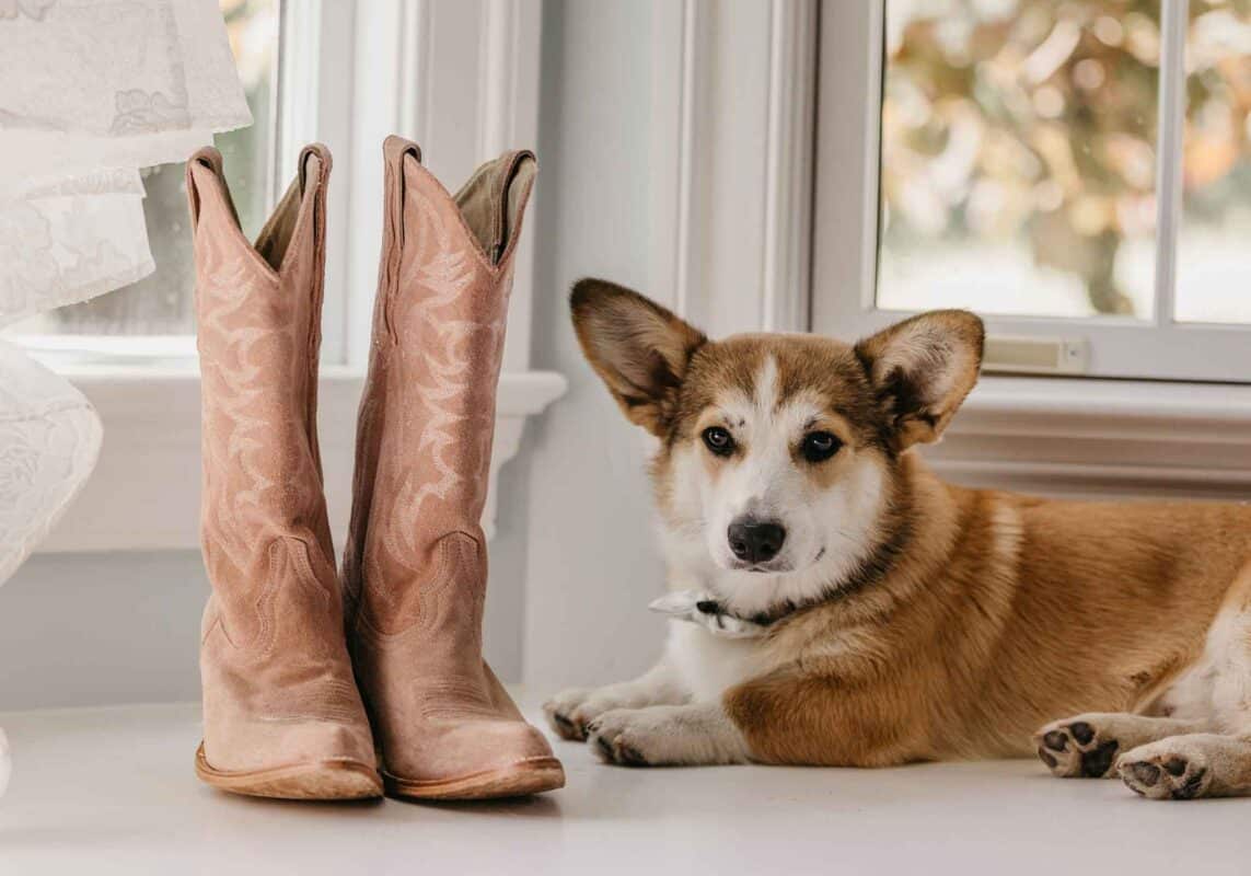 pet cowboy boots detail