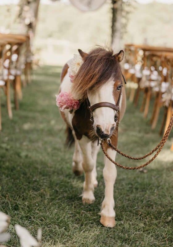 ceremony pony in. wedding